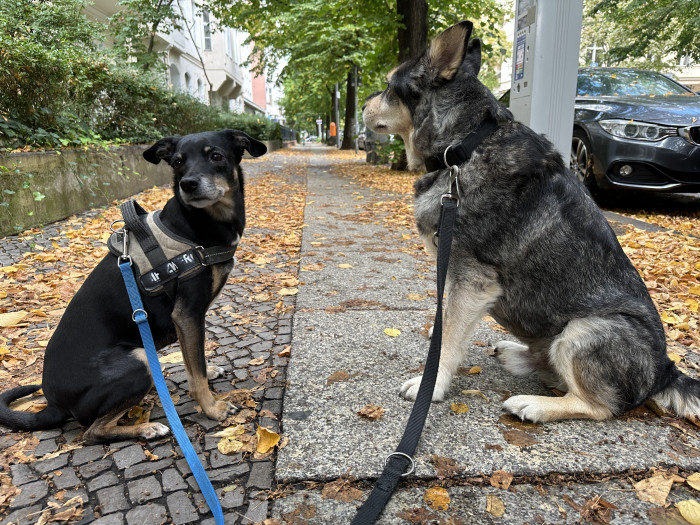 Ein mit der Hauptkamera des iPhone 14 Pro Max aufgenommenes Foto (Bild: Tobias Költzsch/Golem.de)